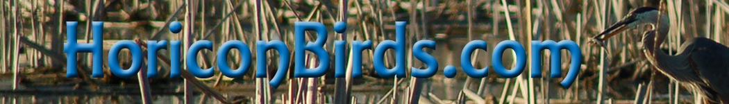 Great blue heron in Horicon Marsh
