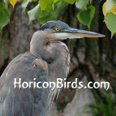 Beautiful wildlife prints featuring birds of Horicon Marsh