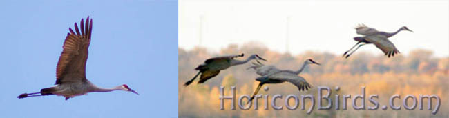 A few of the sandhills flying out of Horicon Marsh on 29 Oct. 2011, photo by Pam Rotella