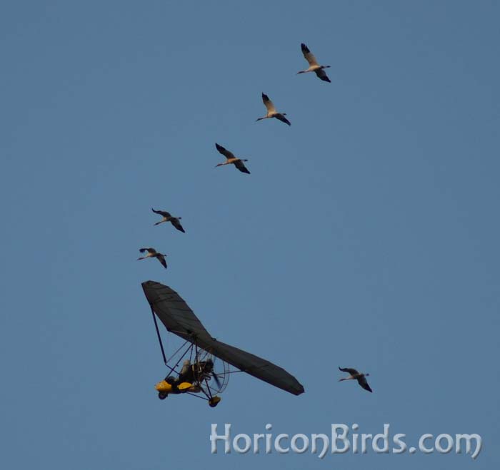 Pilot Brooke Pennypacker departs LaSalle County, Illinois with six whooping cranes 26 October 2012.  One would not survive.  Photo by Pam Rotella