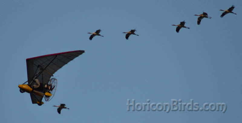 Pilot Brooke Pennypacker departs LaSalle County, Illinois with six whooping cranes 26 October 2012, photo by Pam Rotella