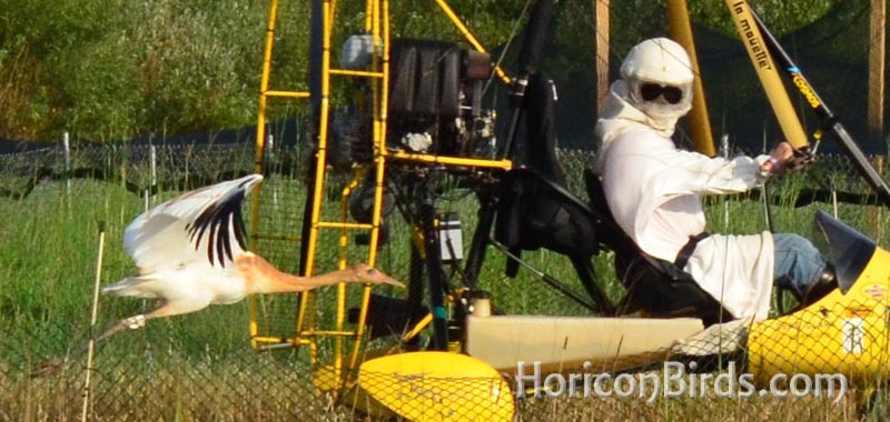 Whooping crane chick follows Joe Duff in his ultra-light aircraft, photo by Pam Rotella