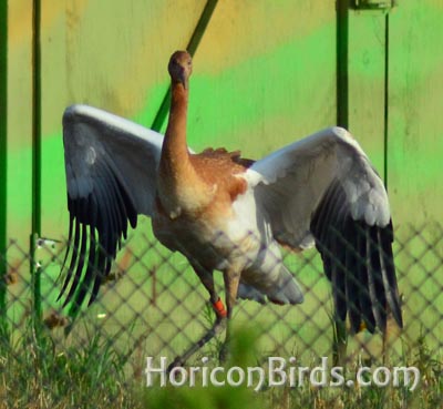 Whooping crane chick displays its flight feathers, photo by Pam Rotella