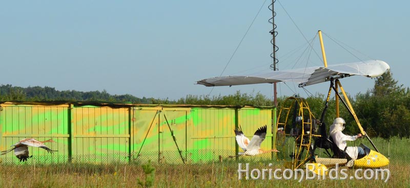 Whooping crane chicks follow Joe Duff in flight, photo by Pam Rotella