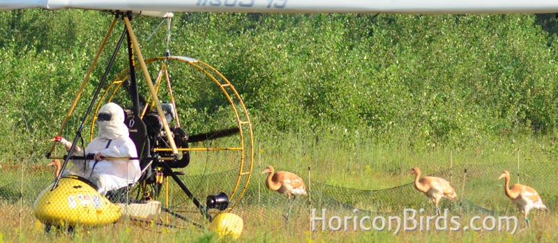 Whooping crane chicks walk behind the ultra-light on the runway, photo by Pam Rotella