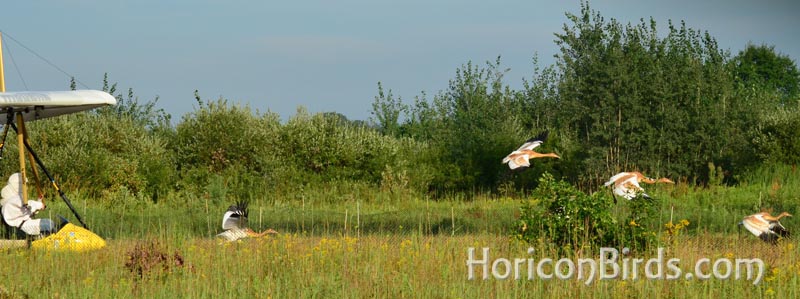 Whooping crane chicks lead the ultra-light in flight, photo by Pam Rotella