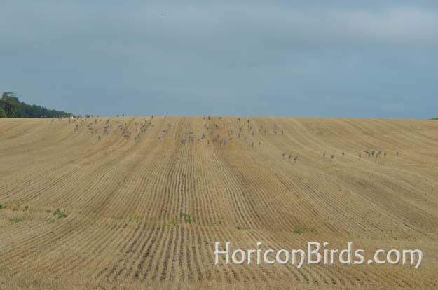 The full hillside with 160 cranes, photo by Pam Rotella