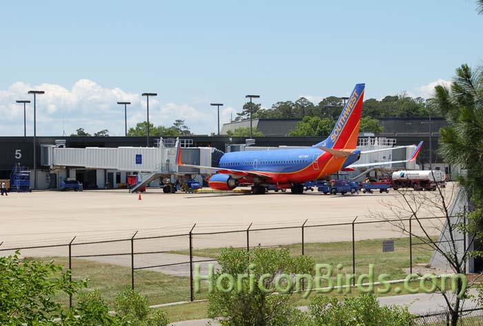 View of airport from Norfolk Botanical Garden, photo by Pam Rotella