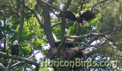 Norfolk Botanical Garden eagle pair in 2010, photo by Pam Rotella