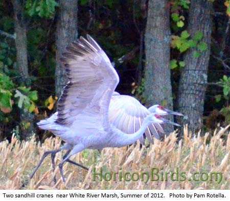 Sandhill cranes take off in field near White River Marsh, Summer of 2012, photo by Pam Rotella