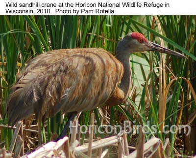 Wild sandhill crane at Horicon Marsh in 2010, photo by Pam Rotella