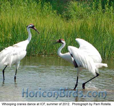 Whooping cranes at ICF, Summer of 2012, photo by Pam Rotella