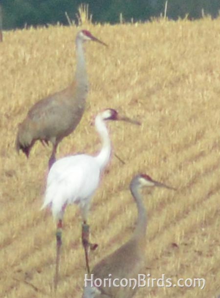 A whooping crane among sandhill cranes near Horicon Marsh, 2012