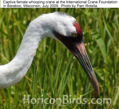 Whooping crane at ICF in 2009, photo by Pam Rotella