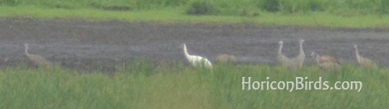 Cranes at Horicon 21 July 2012, photo by Pam Rotella