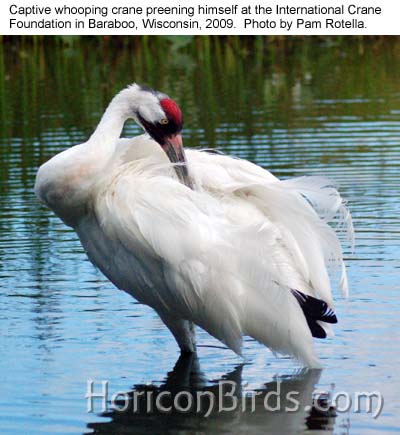 Whooping crane at ICF in 2009, photo by Pam Rotella