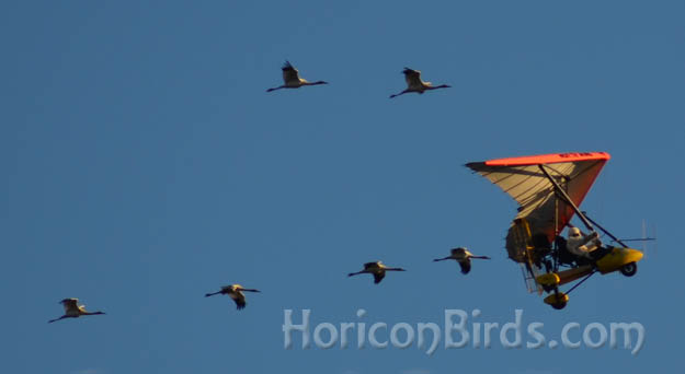 Pilot Richard van Heuvelen departs Pecatonica, Illinois with all 6 juvenile cranes on 12 October 2012.  Photo by Pam Rotella
