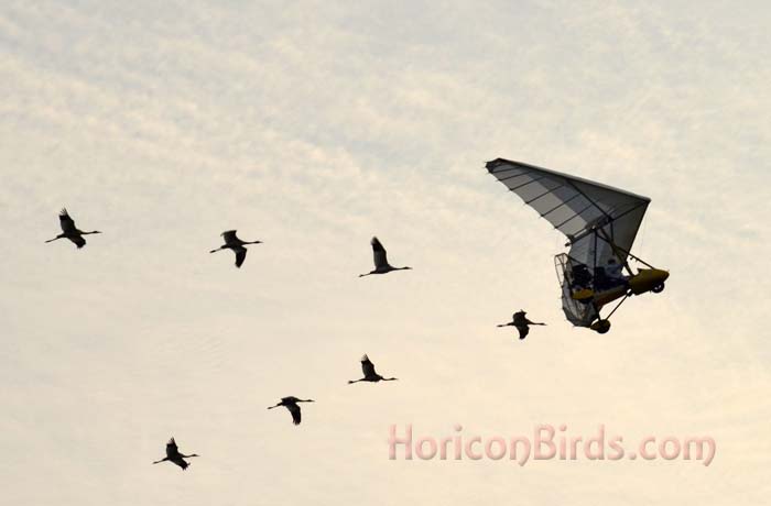 Whooping cranes following OM ultra-light pilot Brooke Pennypacker on 9 September 2013.  Photo by Pam Rotella