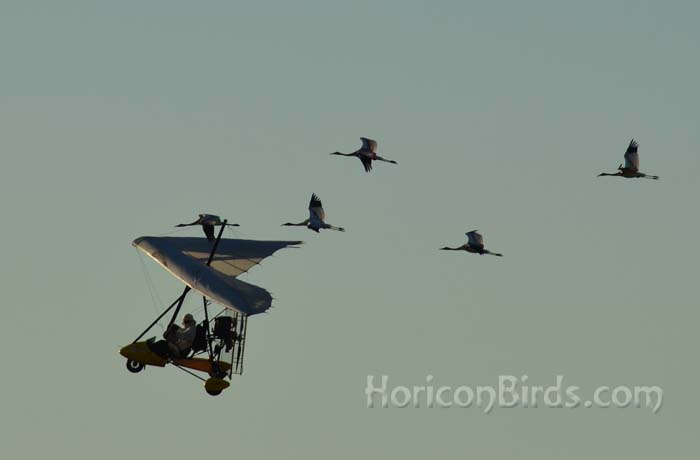 Richard van Heuvelen leads whooping cranes through daily flight training, St. Marie, Wisconsin, 16 September 2013.  Photo by Pam Rotella