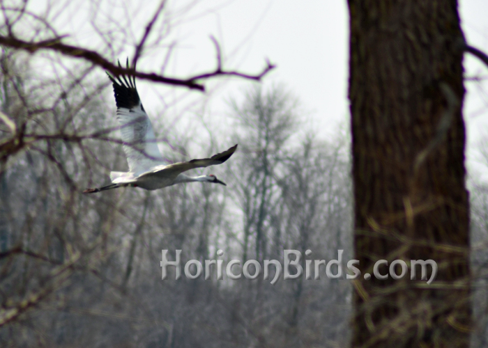 DAR Whooping crane Nougat (not Grasshopper) flying at Horicon Marsh.  Photo by Pam Rotella