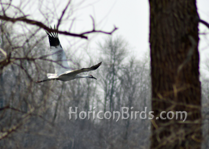 DAR Whooping crane Grasshopper flying at Horicon Marsh.  Photo by Pam Rotella