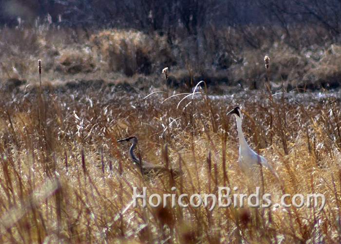 DAR Whooping crane Nougat and his sandhill crane companion in Horicon Marsh.  Photo by Pam Rotella