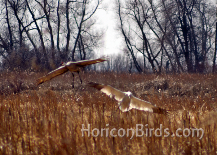 DAR Whooping crane known as Grasshopper lands in Horicon Marsh with sandhill crane companion.  Photo by Pam Rotella