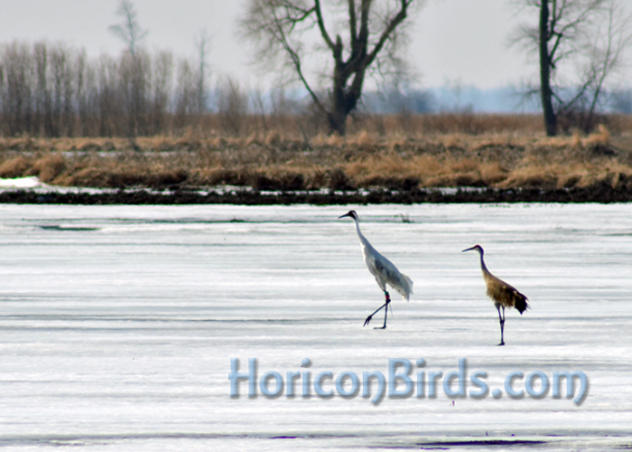 DAR Whooping and sandhill cranes walk on ice at Horicon Marsh.  Photo by Pam Rotella