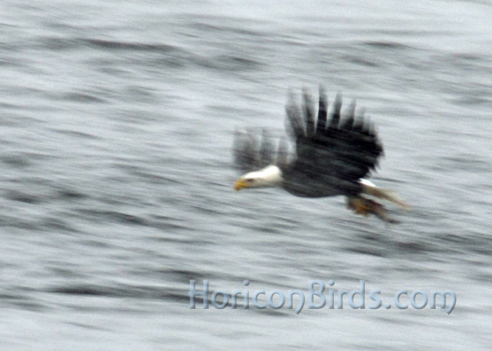 Bald eagle fishes in the Wisconsin River during a blizzard, Prairie du Sac, Wisconsin, 18 January 2014.  Photo by Pam Rotella