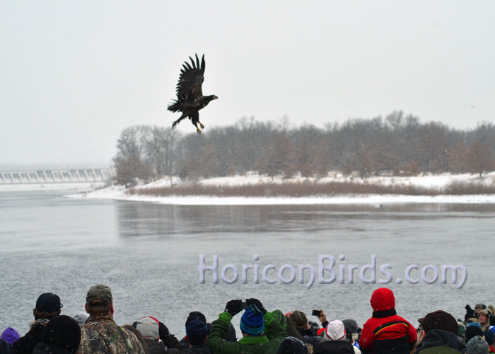 A rehabilitated eagle is released at V.F.W. Memorial Park, Prairie du Sac, Wisconsin, 18 January 2014.  Photo by Pam Rotella