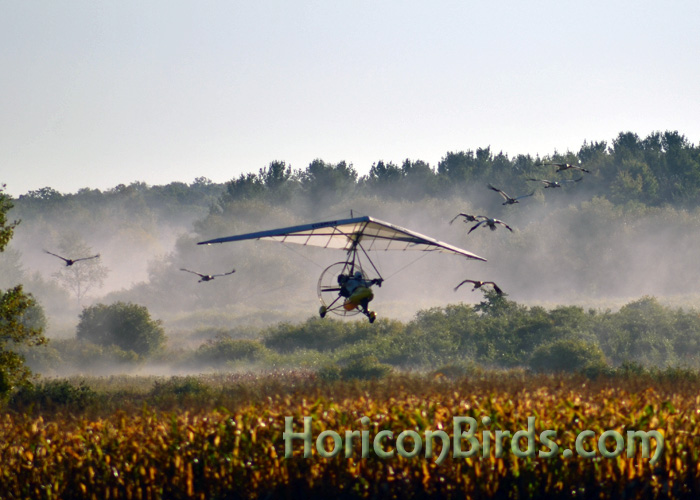 Whooping crane flight training at White River Marsh by ultra-light pilot Richard van Heuvelen, 22 September 2013.  Photo by Pam Rotella