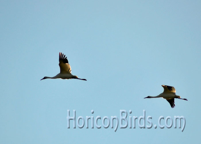 Young whooping cranes from the 2013 migration year, White River Marsh, Wisconsin.  Photo by Pam Rotella.