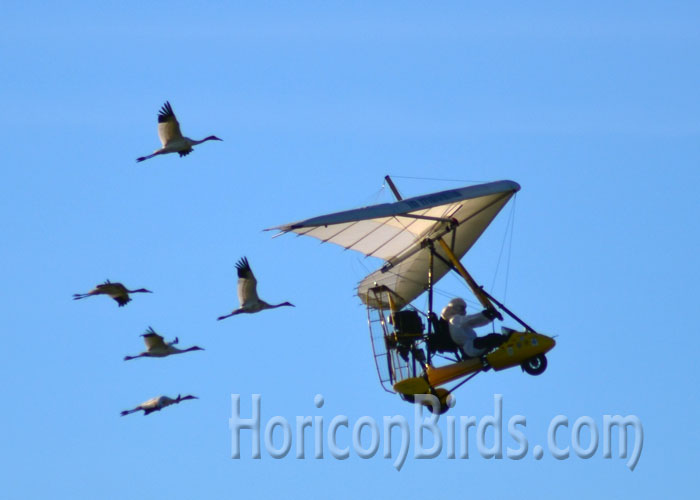 Operation Migration Pilot Joe Duff begins the 2014 guided whooping crane migration.  Photo by Pam Rotella.
