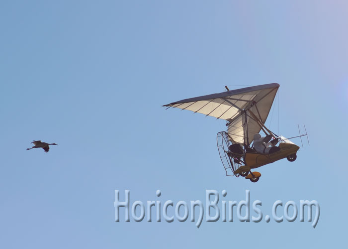 Richard Van Heuvelen leads one additional whooping crane at White River Marsh.  Photo by Pam Rotella.