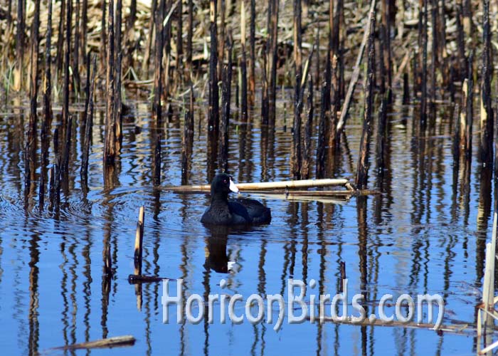 An AmericanCoot swims in an area previously burned at Horicon Marsh.  Photo by Pam Rotella