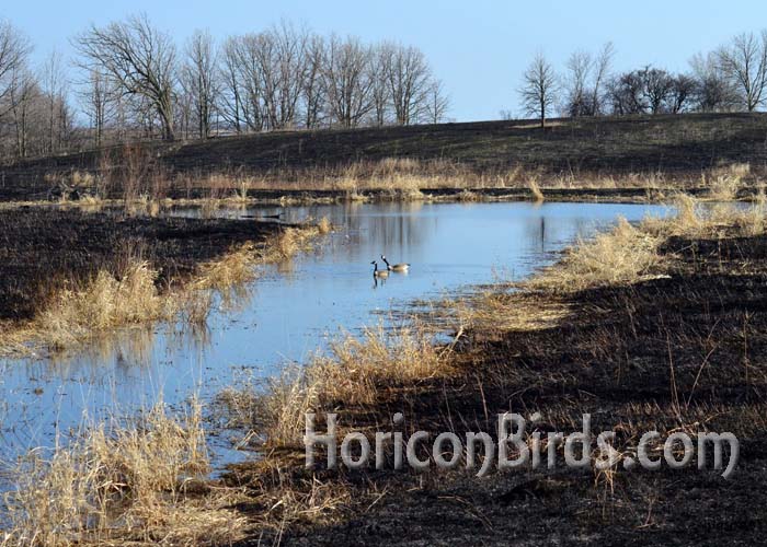Canada Geese were swimming in the prescribed burn area later in the day. Photo by Pam Rotella