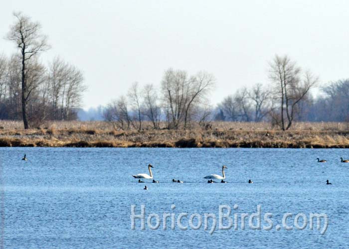 Trumpeter Swans swim near the burned area in Horicon Marsh, 18 April 2014. Photo by Pam Rotella