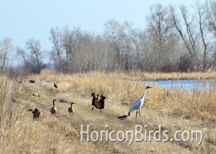 DAR whooping crane grasshopper and other birds near the burn area in Horicon Marsh, 18 April 2014.  Photo by Pam Rotella