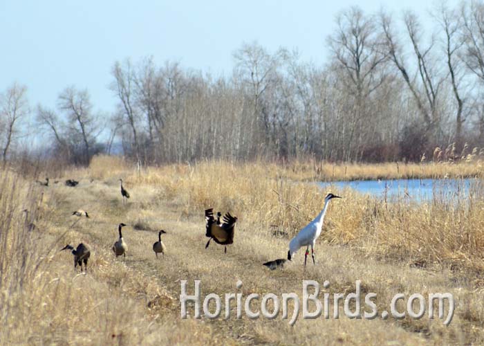 DAR whooping crane grasshopper and other birds near the burn area in Horicon Marsh, 18 April 2014. Photo by Pam Rotella