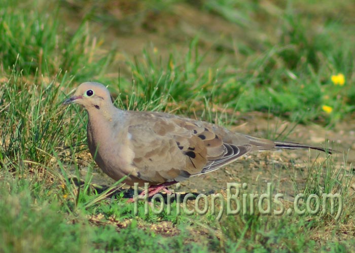 Mourning dove color variety, Photo by Pam Rotella.