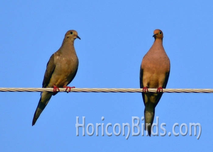 Mourning doves on a power line in Wisconsin, 24 August 2014.  Photo by Pam Rotella.