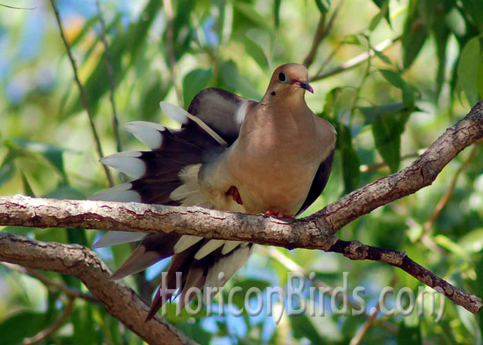 Mourning dove at Richard Bong State Recreation Area, Kenosha, Wisconsin.  Photo by Pam Rotella.