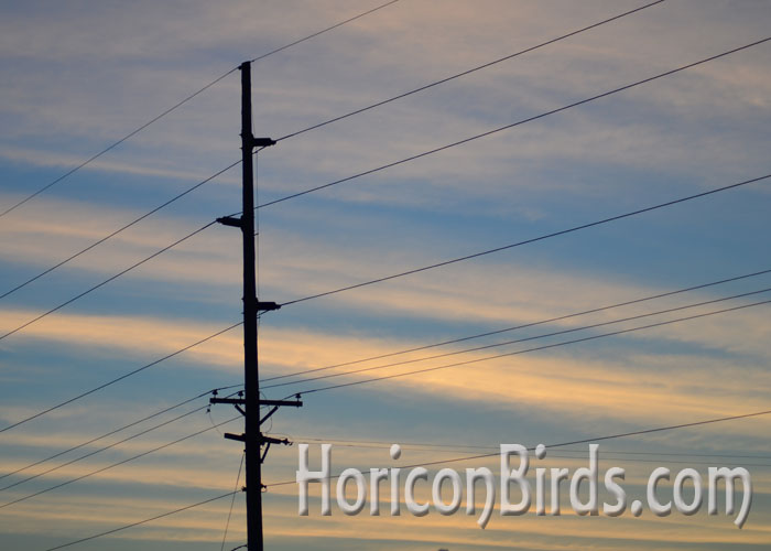 The power line design of the original passenger pigeon sighting, Photo by Pam Rotella.