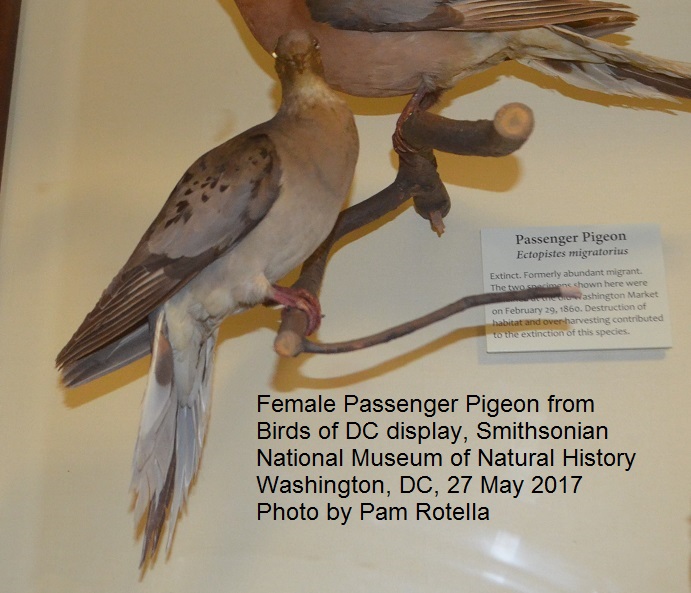 Taxidermied passenger pigeons at the 