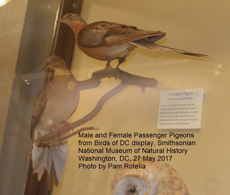 Female passenger pigeon's underside and tail fan from the 