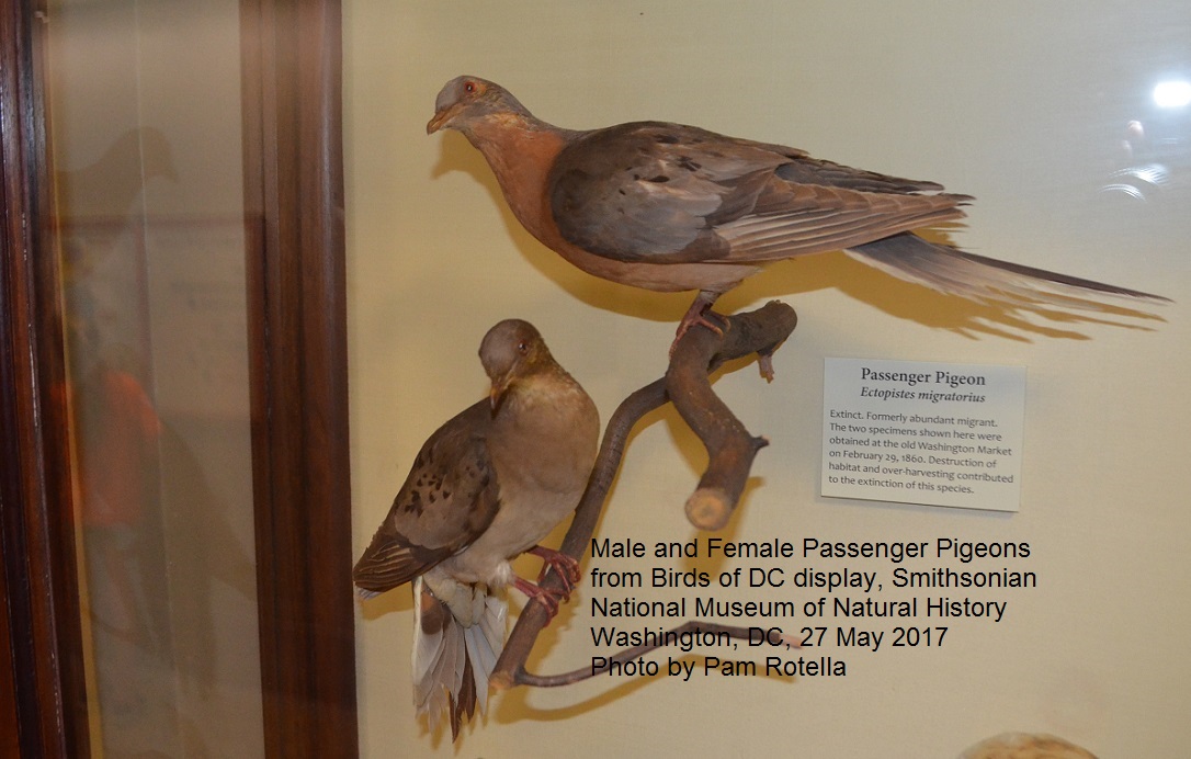 Passenger pigeon display from 'Birds of DC' display at the Smithsonian's natural history museum.  Photo by Pam Rotella.