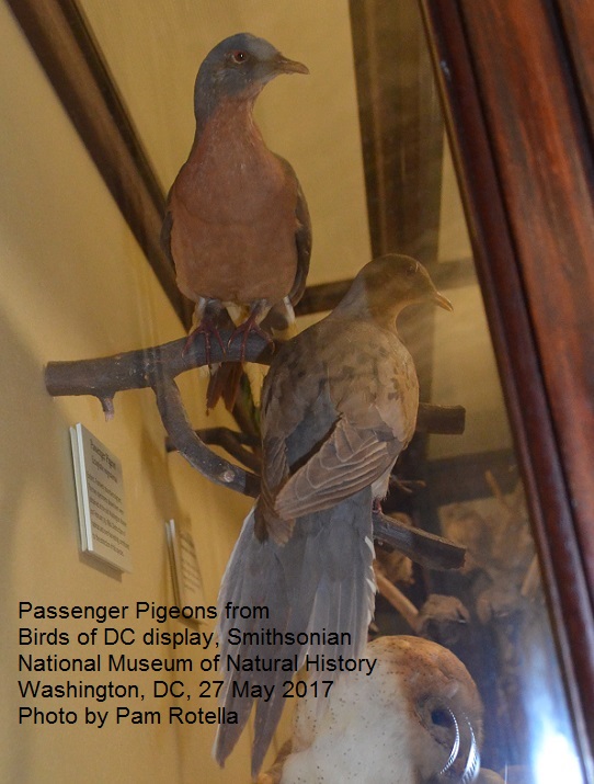 Male passenger pigeon's underside and female's back.