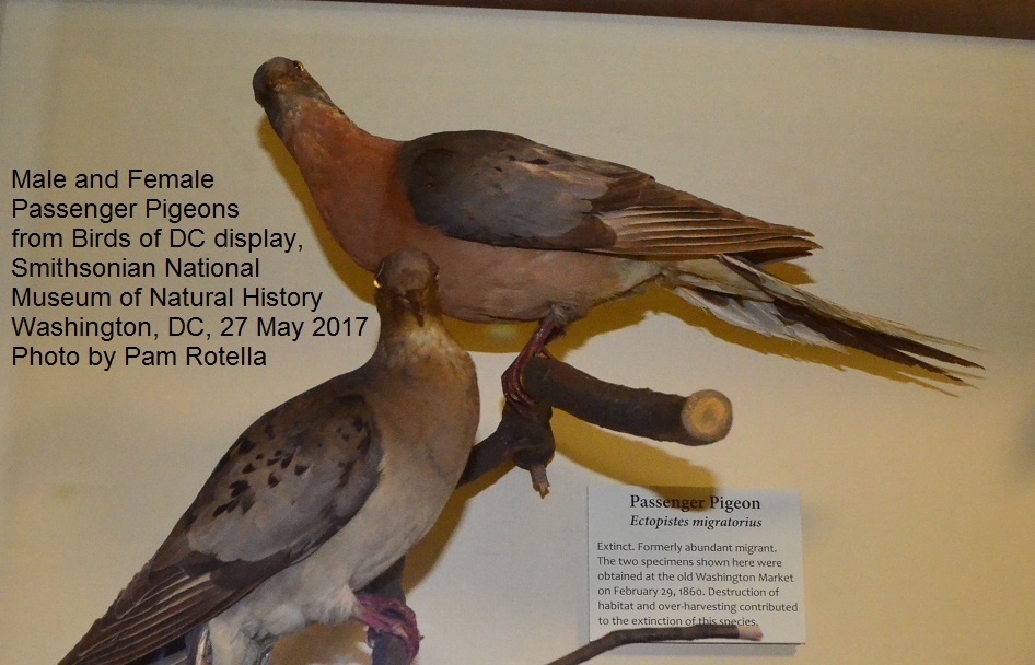 A side and partial underside view of the passenger pigeons from Birds of DC display at the Smithsonian.