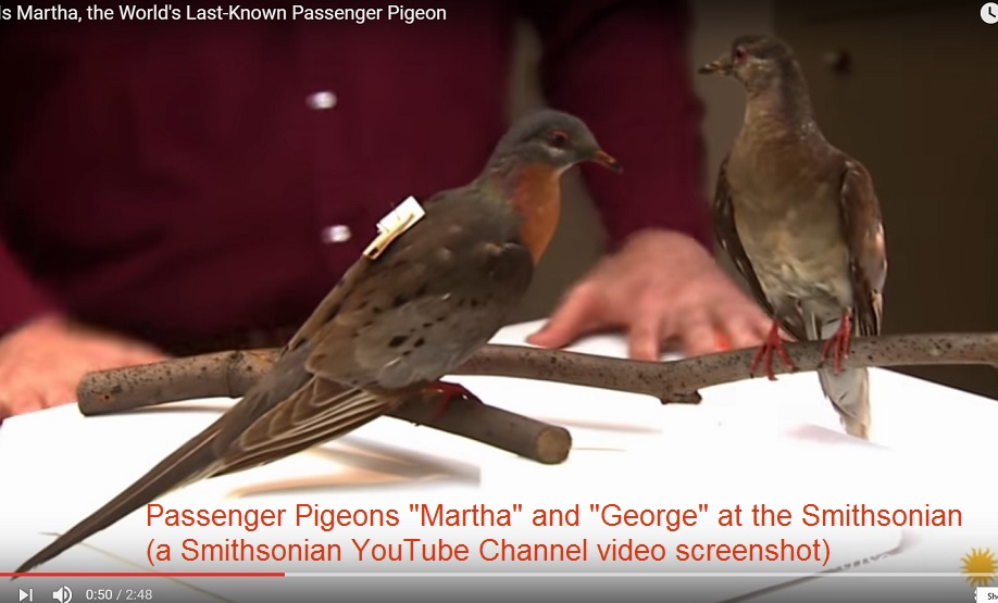 Screen shot of 'Martha' and 'George' from the YouTube Smithsonian channel.