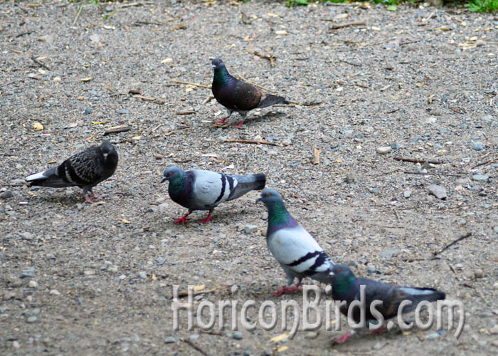 Urban pigeons found on a path to the rapids of Sault Ste Marie, Ontario, 13 June 2015.  Photo by Pam Rotella.